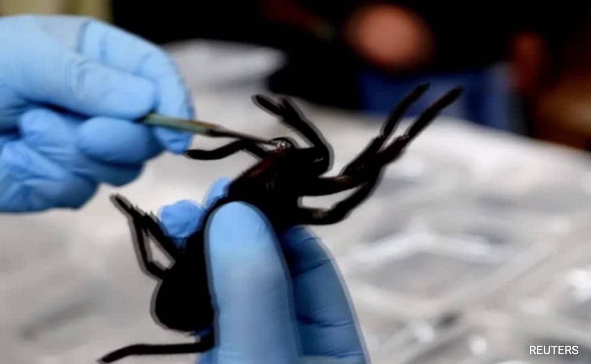 0tvfgl4g tarantula reuters  625x300 21 November 24 xcrC1g