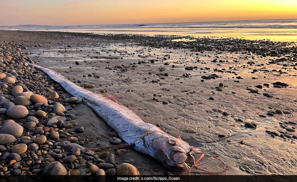 Rare 'Doomsday Fish' Washes Up On California Beach, Fascinates Scientists