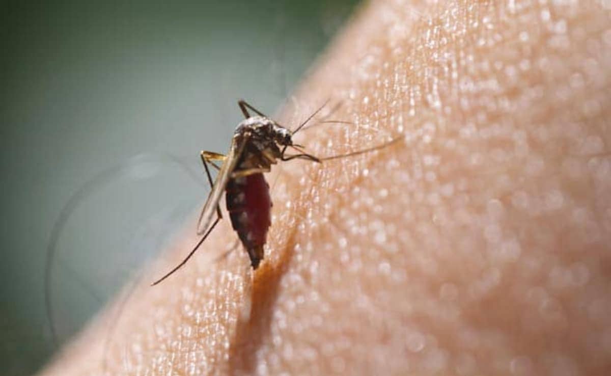 op90fov8 malaria 625x300 20 November 19 9fCwnw