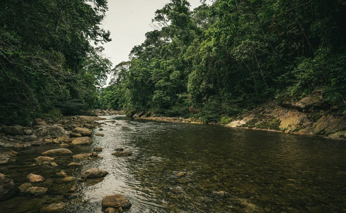 vf9oh9t8 amazon forest unsplash 625x300 17 November 24 amCEJn