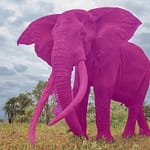 What The Pink Elephant Test Reveals About Your Ability To Control Thoughts