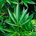 65a0si48 cannabis  625x300 26 August 24 1hPF66
