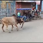 Video: Stray Bull Injures 15 In Uttar Pradesh, Gets Caught After 3 Hour Chase