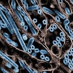 US Reports First Case Of Bird Flu In A Child