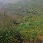 Manipur Cops Walk 3 Hours To Raze Illegal Poppy Farms, Face "90 Armed Miscreants", Turn Back: FIR