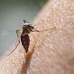 ha7jqn5o dengue mosquito generic 625x300 19 September 22 1KNxGH