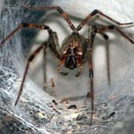 iucnlkug funnelweb spiders 625x300 18 November 24 BSuwol
