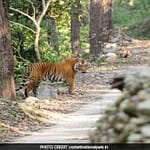 Cameras In Corbett National Park Being Misused To Intimidate Women: Study