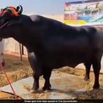 o07paqto anmol buffalo  625x300 15 November 24 PyHkOy