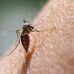 op90fov8 malaria 625x300 20 November 19 9fCwnw
