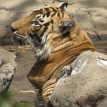 17-Year-Old Royal Bengal Tiger Dies At Tirupati Zoo