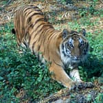 vr2t769o tiger prashant 625x300 15 November 24 qs2vzb