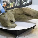 Young Mammoth’s Over 50,000-Year-Old Remains Found Nearly Intact In Siberia