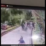 Two Tourists Killed After Tree Falls In Bali’s Monkey Forest