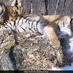 Siberian Tiger Travels 200 Km Across Russian Forest To Reunite With Former Mate