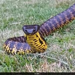 Video: Deadly Tiger Snake Discovered Under Child’s Toy In Melbourne Home