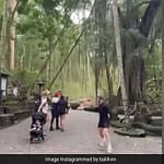 Video: Two Tourists Die After Massive Tree Collapses In Bali’s Monkey Forest