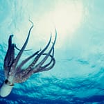 What Scientists Know About Consciousness In Octopuses, Which Have 9 Brains