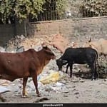 “No One Listens”: Delhi Resident’s Video On Cows, Garbage On Road