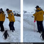 Penguin Waits Patiently As Couple Clears Path In Antarctica, Video Delights Internet