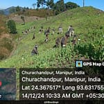 Assam Rifles Cuts Roots Of Narco Trade, Destroys 354 Acres Of Illegal Poppy Farms In 2024