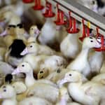 ‘Knocking On Our Door’: Experts Warn Of Bird Flu’s Pandemic Threat