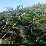 Union Minister’s Response To 4 Questions In Parliament On Manipur Illegal Opium Poppy Cultivation