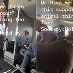 Viral: Passenger’s Great Dane As “Support” Dog On Flight Sparks Debate