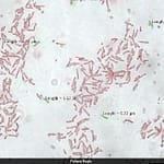 IIT Researchers Make Bacteria Eat Carbon Dioxide, Methane For Cleaner Fuel