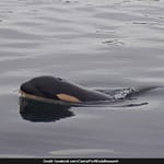 Orca, Who Carried Her Dead Calf For 1,600 Km, Welcomes A New Baby