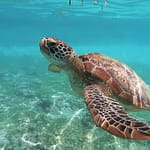 3 Dead, 32 Hospitalised After Eating Endangered Sea Turtle In Philippines