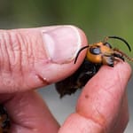 “Landmark Victory”: Invasive “Murder Hornets” Eradicated In US, Officials Say