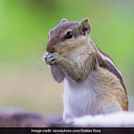 Some Squirrels Are Ruthless Predators That Devour Meat: Study