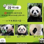 Hong Kong Spends Rs 76 Lakh On Panda Renaming Contest, Ends Up Retaining Original Names