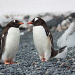 Penguin Love Life Exposed: Cheating Common, Divorce Rates Soar After Bad Mating Seasons