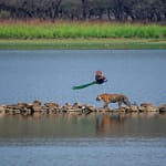 Wild, Wild Country: 5 Most Photogenic National Parks Of India