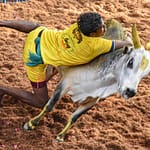 1,100 Bulls In Fray, Car On Prize List: Jallikattu Event Begins In Tamil Nadu