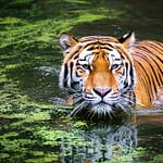 Tiger, Tiger Burning Bright: Remarkable Success Of Conservation In India