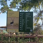 Leopard Kills Blackbuck Deer Near Statue Of Unity, 7 Others Die Of Shock