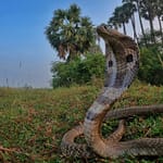 Spectacled2520cobras2520wide2520angle2520landscape2520