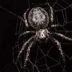 Spider_1_1736317961478