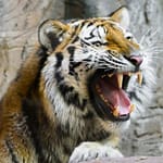 Hair, Earrings Of Woman Recovered From Kerala ‘Man-Eater’ Tiger’s Stomach