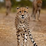 Republic Day Parade 2025: Madhya Pradesh’s Tableau To Showcase Project Cheetah