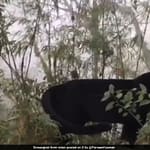 Watch: Rare Black Panther Spotted In Kurseong Forest, West Bengal
