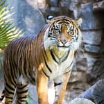 China Zoo Sells Tiger Urine As A Cure For Rheumatism, Sparks Backlash