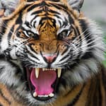 Curfew Imposed in Kerala’s Mananthavady After Fatal Tiger Attack On Woman