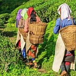 Assam Grabs 4th Spot In New York Times’ List Of “52 Places To Visit In 2025”. Check Top 10 Places