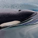 Tahlequah, The Grieving Orca, Loses Another Calf, Carries Dead Body Around