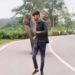 Elephants Chase Man After He Teases Them, Forest Officer Issues Warning