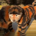 Watch: Outrage After China Zoo Paints Chow Chow Dogs To Look Like Tigers